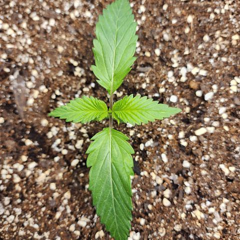 the Kineticist growlog timeline photo