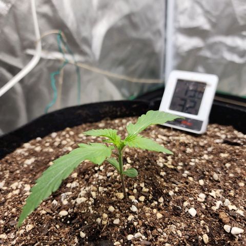 the Kineticist growlog timeline photo