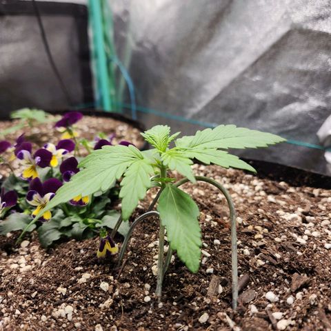 the Oracle (Livia Prime) growlog timeline photo