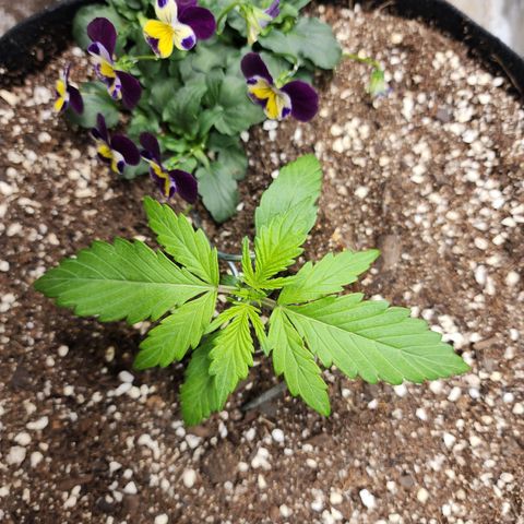 the Oracle (Livia Prime) growlog timeline photo