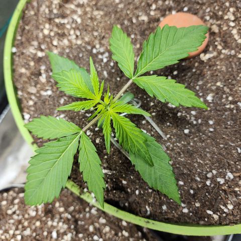 the Phalanx (Fighter) growlog timeline photo