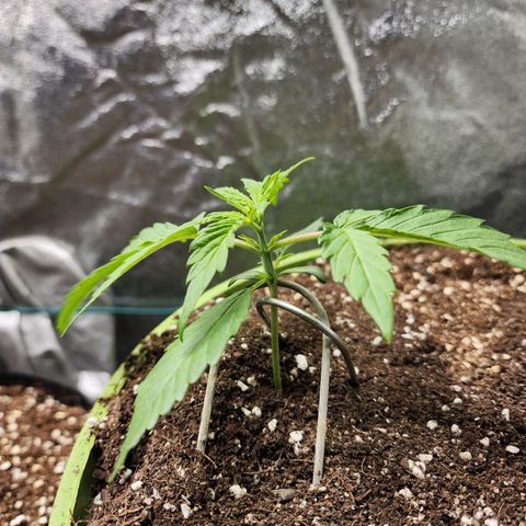 the Phalanx (Fighter) growlog timeline photo