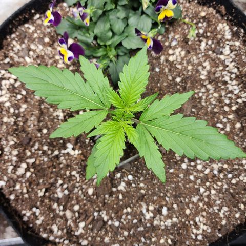 the Oracle (Livia Prime) growlog timeline photo