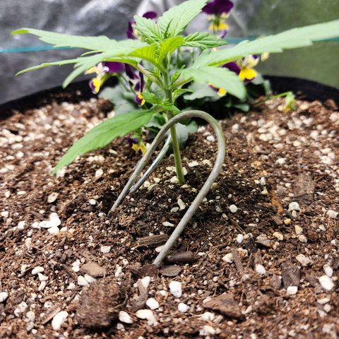 the Oracle (Livia Prime) growlog timeline photo