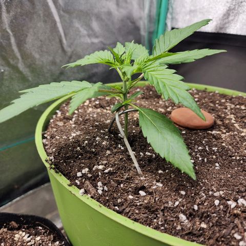 the Phalanx (Fighter) growlog timeline photo
