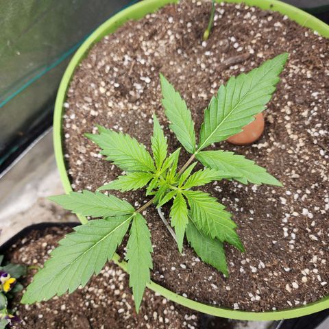 the Phalanx (Fighter) growlog timeline photo