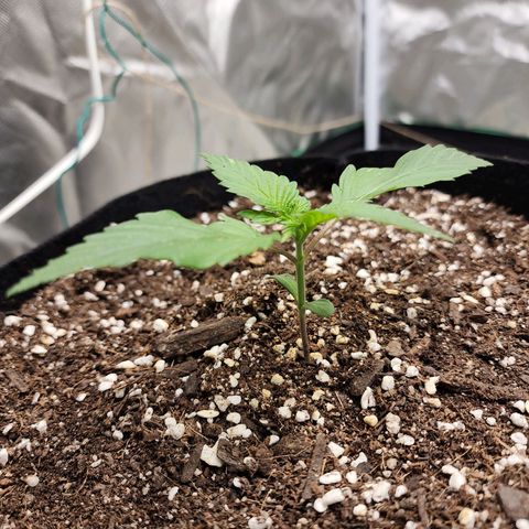 the Kineticist growlog timeline photo