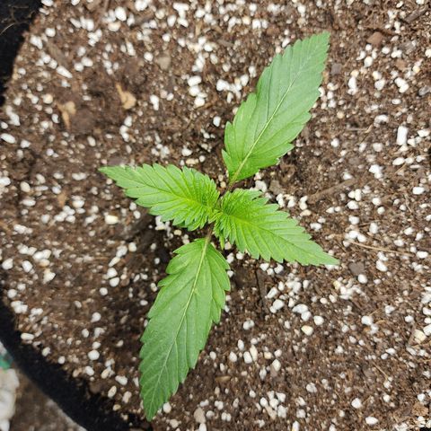 the Kineticist growlog timeline photo