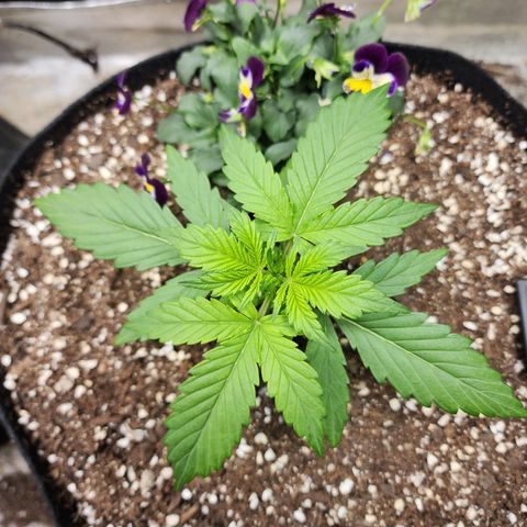 the Oracle (Livia Prime) growlog timeline photo