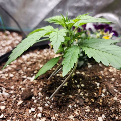 the Oracle (Livia Prime) growlog timeline photo