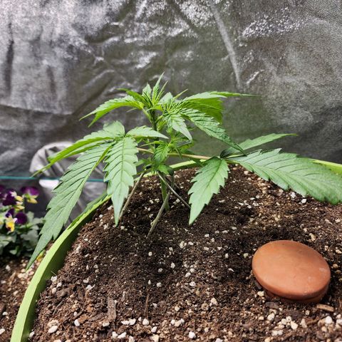 the Phalanx (Fighter) growlog timeline photo