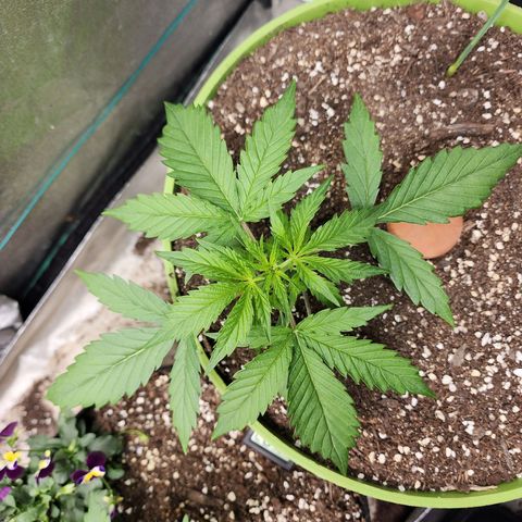 the Phalanx (Fighter) growlog timeline photo