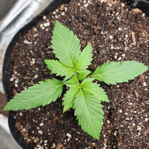 the Kineticist growlog timeline photo