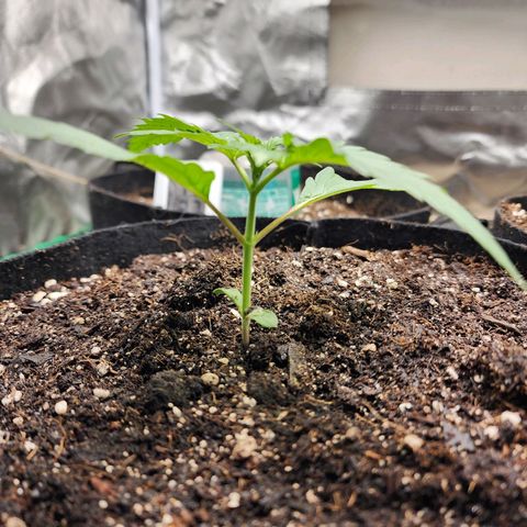 the Kineticist growlog timeline photo
