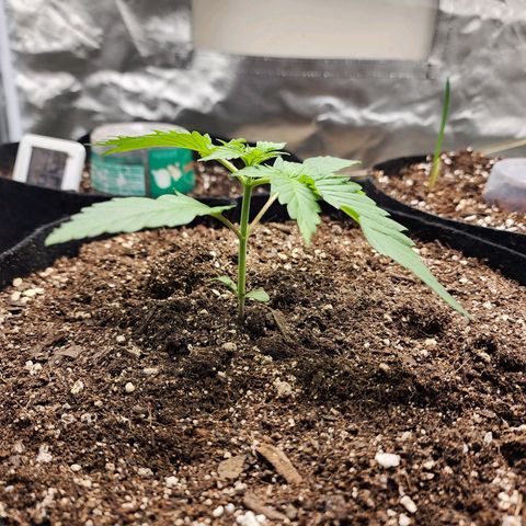 the Kineticist growlog timeline photo