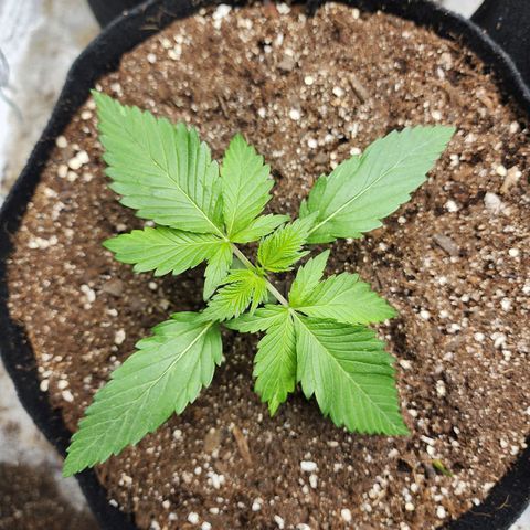 the Kineticist growlog timeline photo