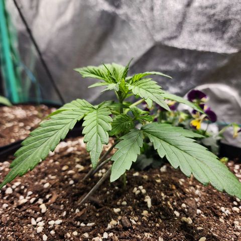 the Oracle (Livia Prime) growlog timeline photo
