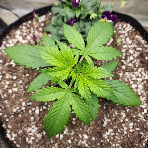 the Oracle (Livia Prime) growlog timeline photo