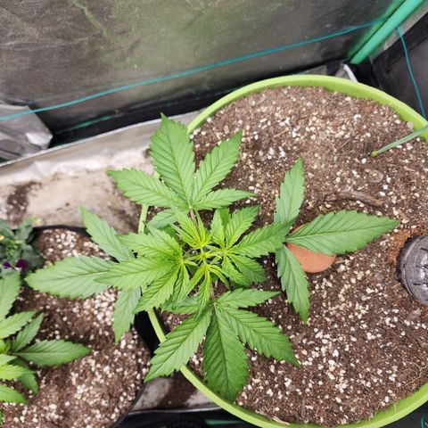 the Phalanx (Fighter) growlog timeline photo