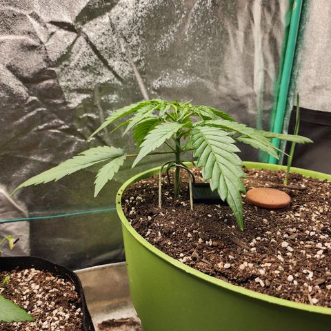 the Phalanx (Fighter) growlog timeline photo