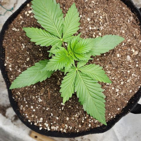 the Kineticist growlog timeline photo