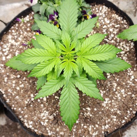 the Oracle (Livia Prime) growlog timeline photo