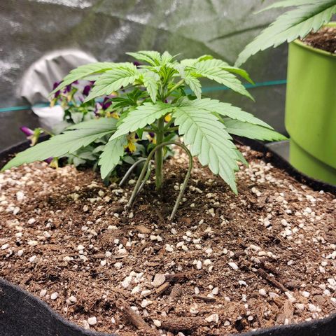 the Oracle (Livia Prime) growlog timeline photo