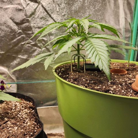 the Phalanx (Fighter) growlog timeline photo