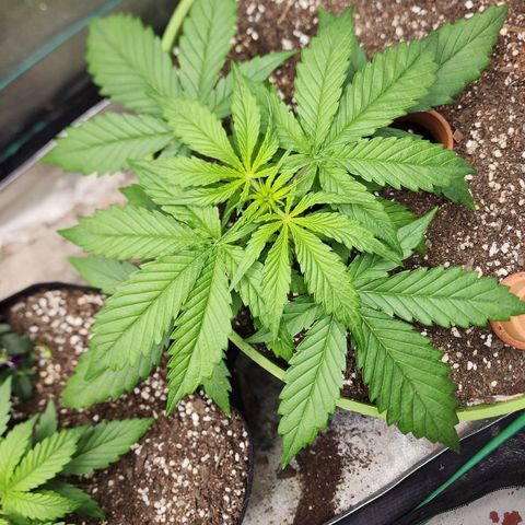 the Phalanx (Fighter) growlog timeline photo