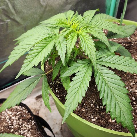 the Phalanx (Fighter) growlog timeline photo