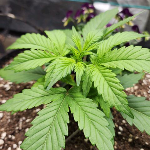the Oracle (Livia Prime) growlog timeline photo