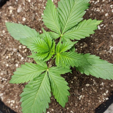 the Kineticist growlog timeline photo