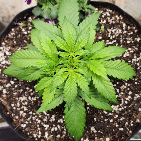 the Oracle (Livia Prime) growlog timeline photo