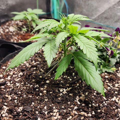the Oracle (Livia Prime) growlog timeline photo