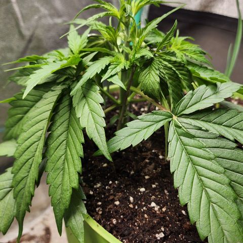 the Phalanx (Fighter) growlog timeline photo