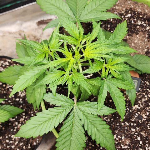 the Phalanx (Fighter) growlog timeline photo