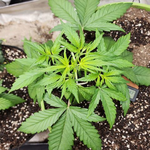 the Phalanx (Fighter) growlog timeline photo