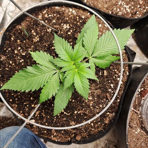 the Kineticist growlog timeline photo