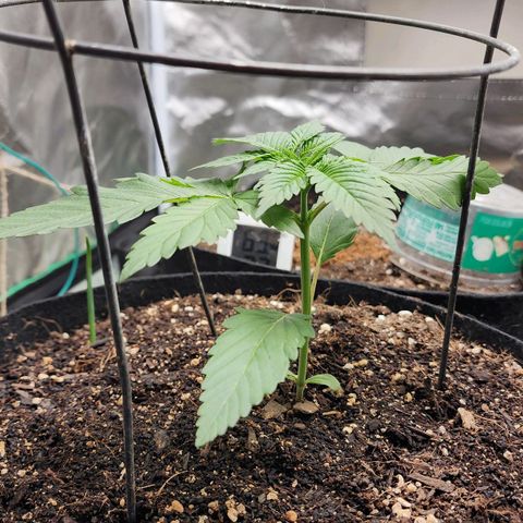 the Kineticist growlog timeline photo