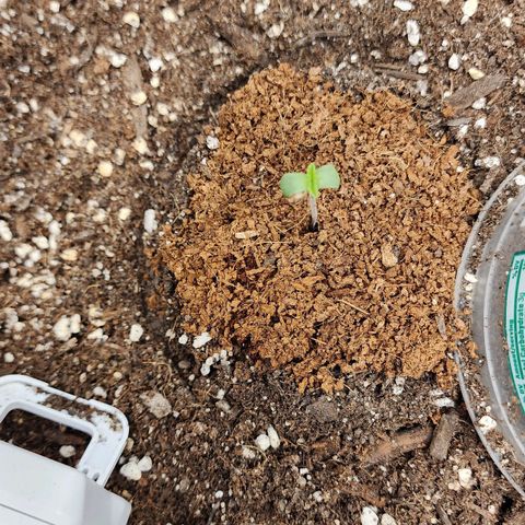 the Esoteric (Magus) growlog timeline photo