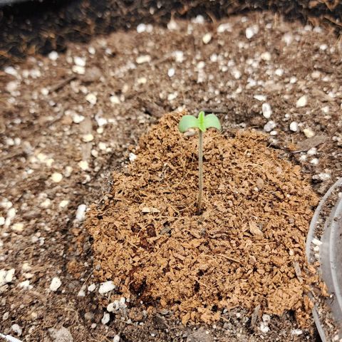 the Esoteric (Magus) growlog timeline photo