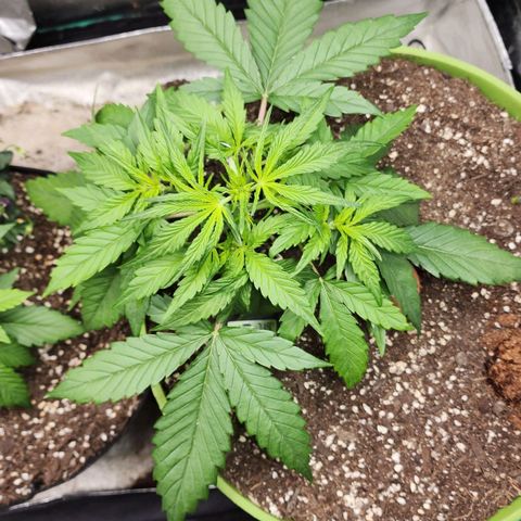 the Phalanx (Fighter) growlog timeline photo