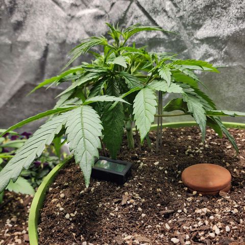 the Phalanx (Fighter) growlog timeline photo