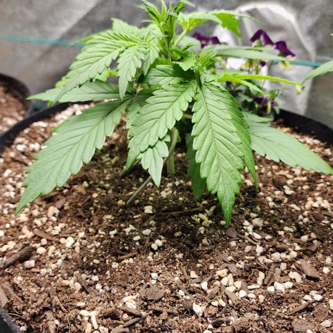 the Oracle (Livia Prime) growlog timeline photo
