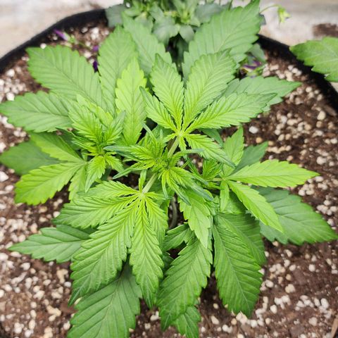 the Oracle (Livia Prime) growlog timeline photo