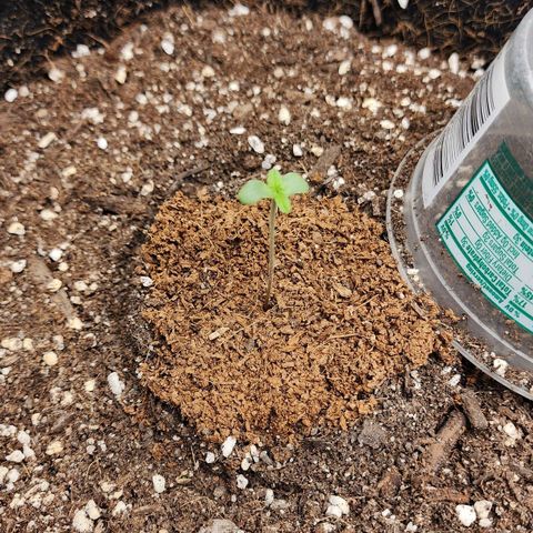 the Esoteric (Magus) growlog timeline photo
