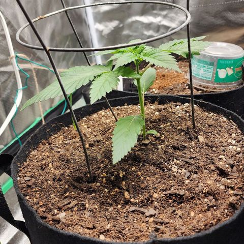 the Kineticist growlog timeline photo