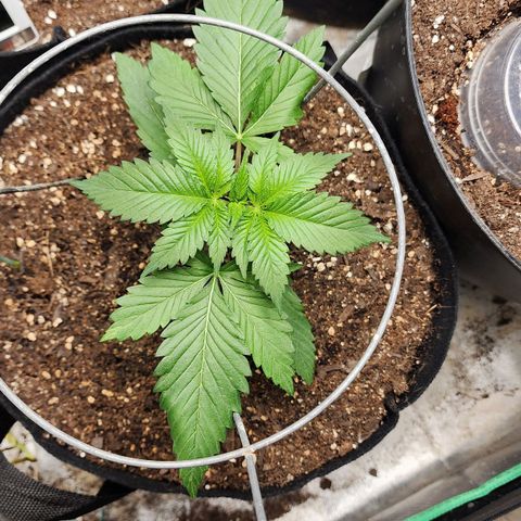 the Kineticist growlog timeline photo