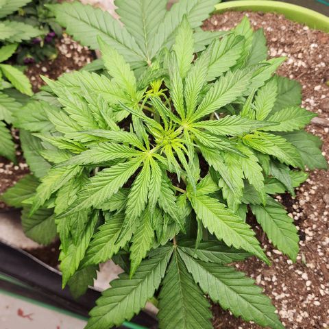 the Phalanx (Fighter) growlog timeline photo