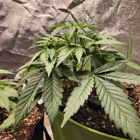 the Phalanx (Fighter) growlog timeline photo